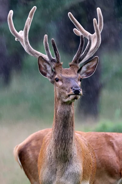 Rood hert in het bos — Stockfoto