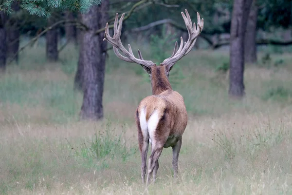 Rood hert in het bos — Stockfoto