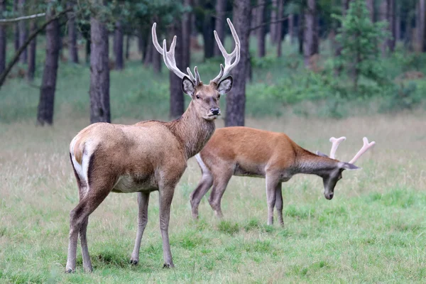 Cerfs rouges dans la forêt — Photo