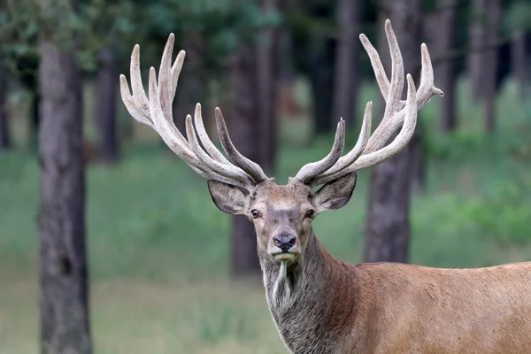 Red deer in forest — Stock Photo, Image