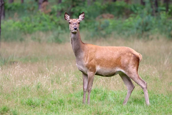 Red deer in forest — Stock Photo, Image