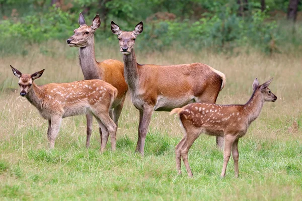 Rothirsche im Wald — Stockfoto