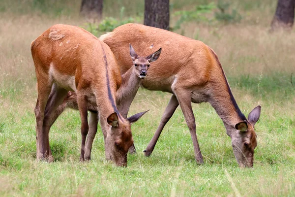 Červené jeleni v lese — Stock fotografie