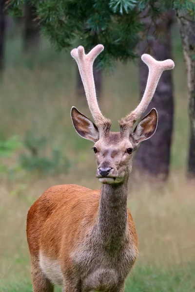 森の中の赤い鹿 — ストック写真