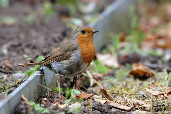 Robin fågel i utomhus scen — Stockfoto