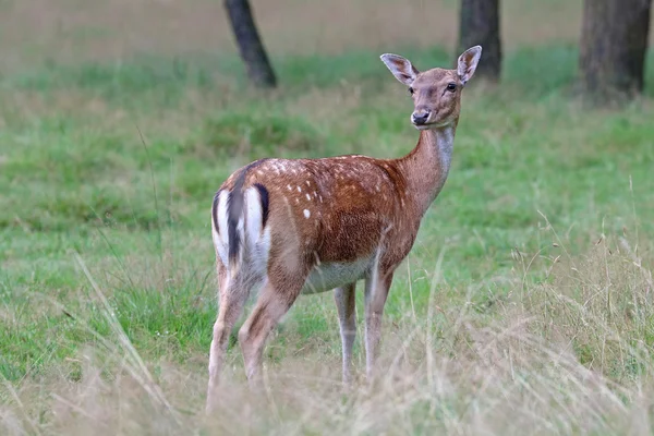 Rood hert in het bos — Stockfoto