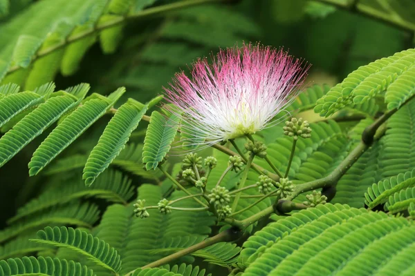 Albizia julibrissin flor —  Fotos de Stock