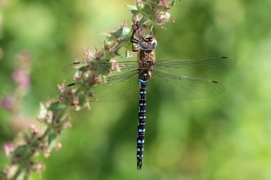 çiçek üzerinde oturan yusufçuk
