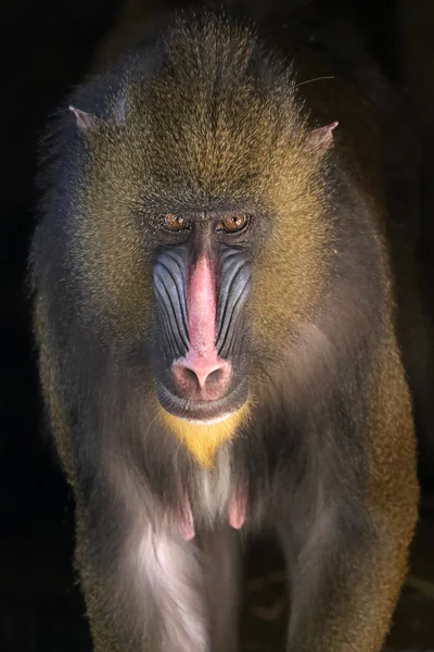 Volwassen aap Mandrill — Stockfoto