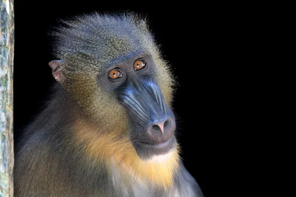 Dla dorosłych małp Mandryl — Zdjęcie stockowe