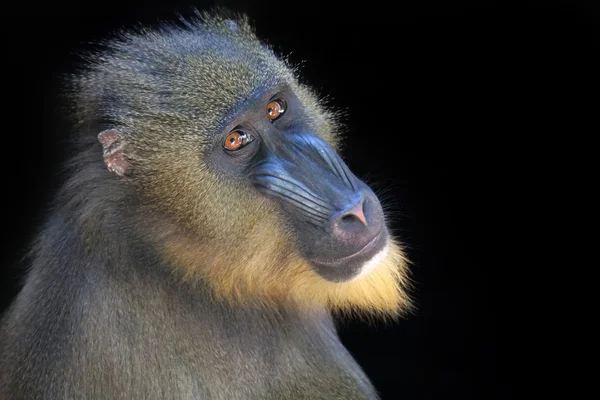 Mandrill de mono adulto — Foto de Stock