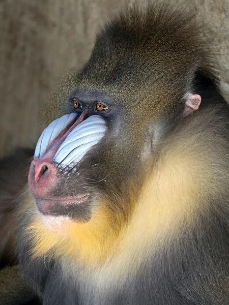 Mandrill de mono adulto —  Fotos de Stock