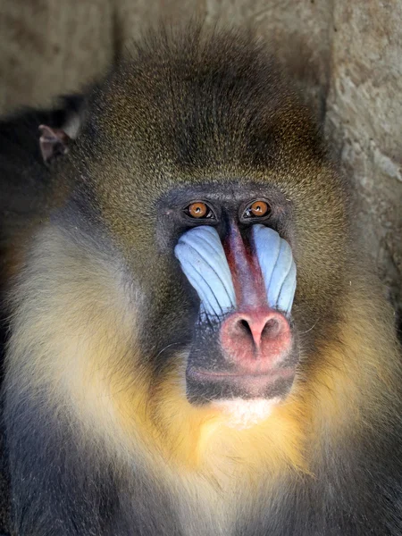 Macaco adulto Mandrill — Fotografia de Stock