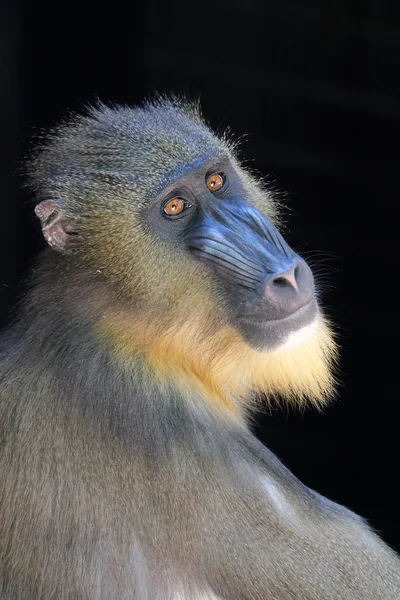 Mandrillo scimmia adulta — Foto Stock