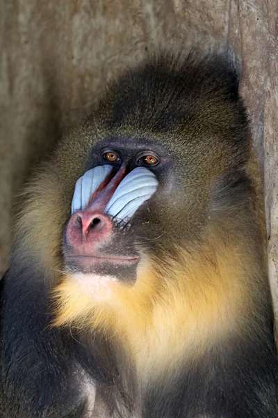 Dla dorosłych małp Mandryl — Zdjęcie stockowe