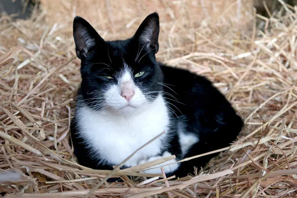 Bellissimo gatto fattoria — Foto Stock