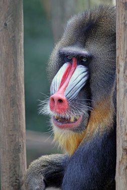 Yetişkin maymun Mandrill'di