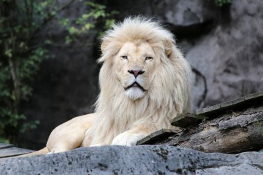 Afrikalı beyaz aslan