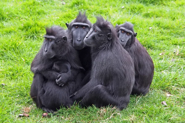 Grupo de macacos de cresta — Foto de Stock