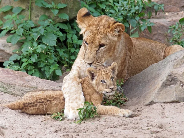 Lioness with cub — Stock Photo, Image