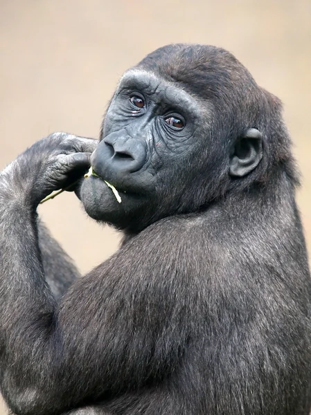 Erwachsene Gorillas aus nächster Nähe — Stockfoto