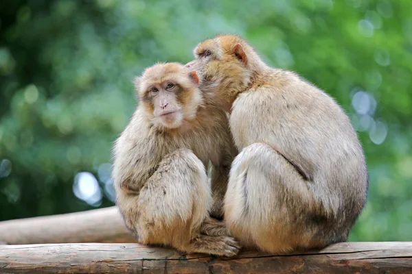 Singes berbères sur l'arbre — Photo