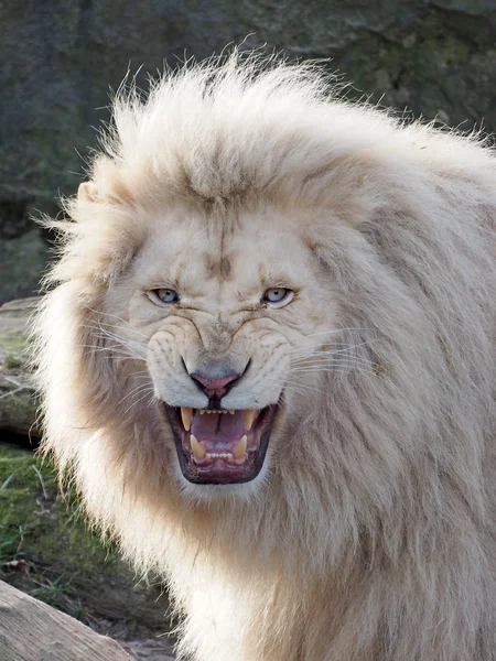 African White Lion — Stock Photo, Image