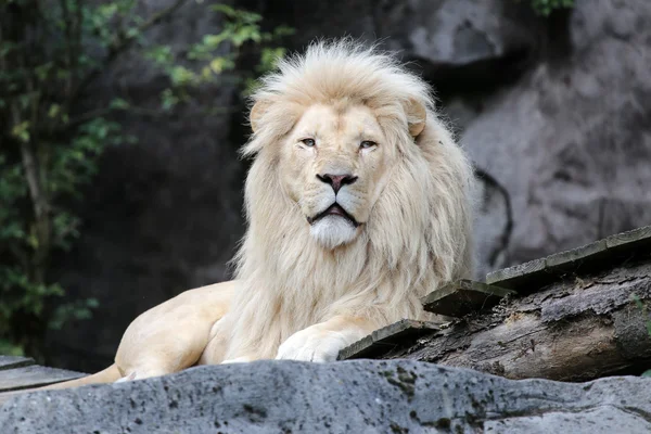 African White Lion — Stock Photo, Image