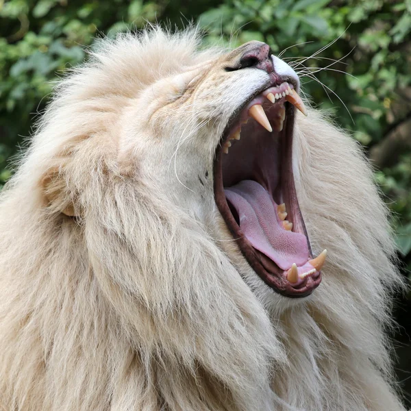 Afrikaanse witte leeuw — Stockfoto