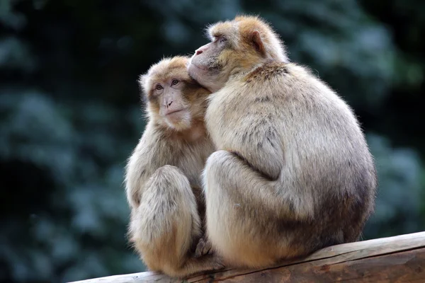 Berber Monkeys on the tree — Stock Photo, Image