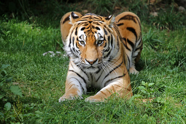 beautiful amur tiger