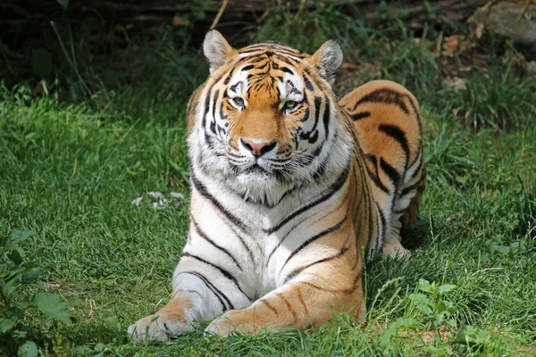 Hermoso tigre amur — Foto de Stock