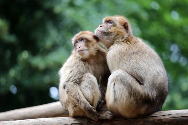 Berber maymunlar ağaç üzerinde