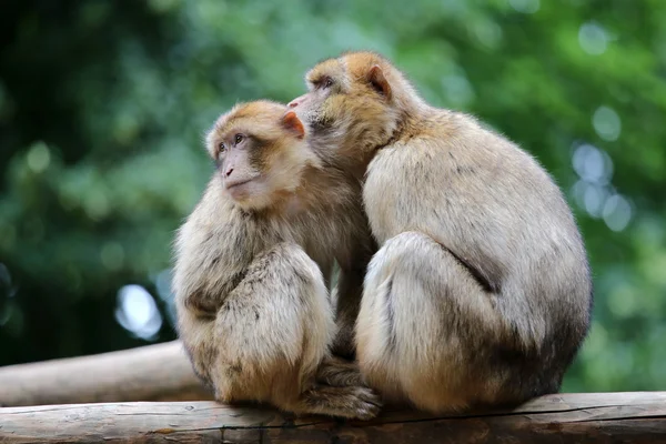 Singes berbères sur l'arbre — Photo