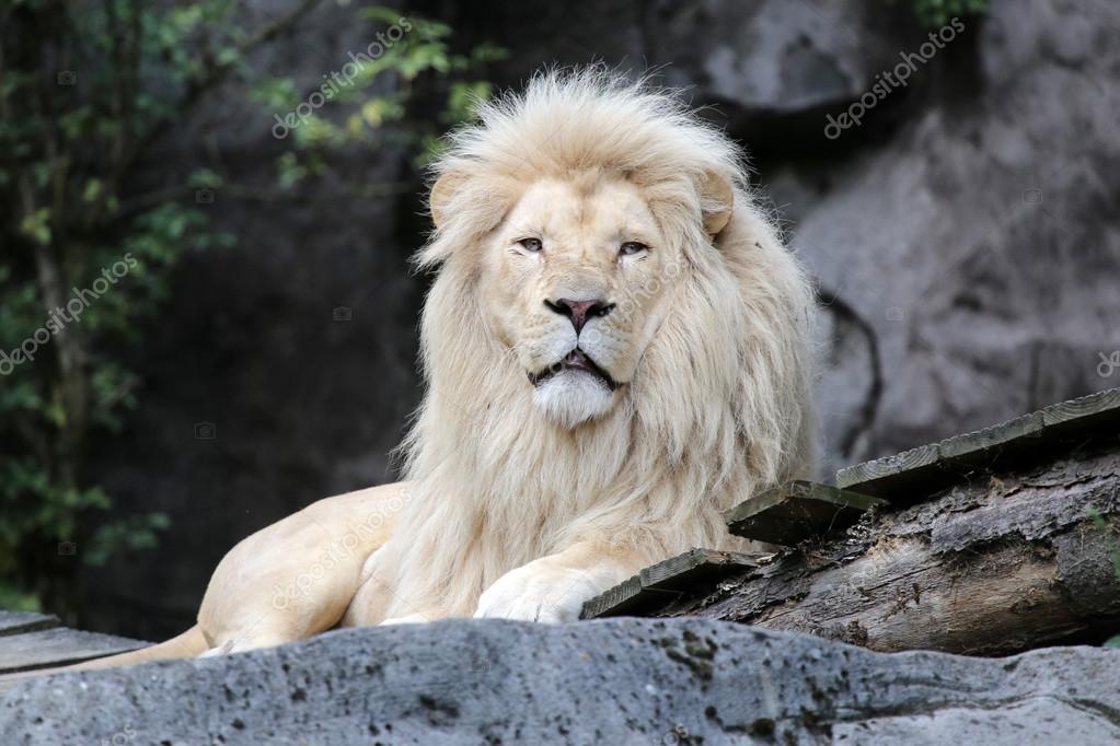 Lion Blanc Images Libres De Droit Photos De Lion Blanc Depositphotos Lion Blanc Images Libres De Droit Photos De Lion Blanc Depositphotos