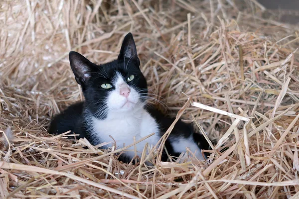 Krásná kočka farma — Stock fotografie