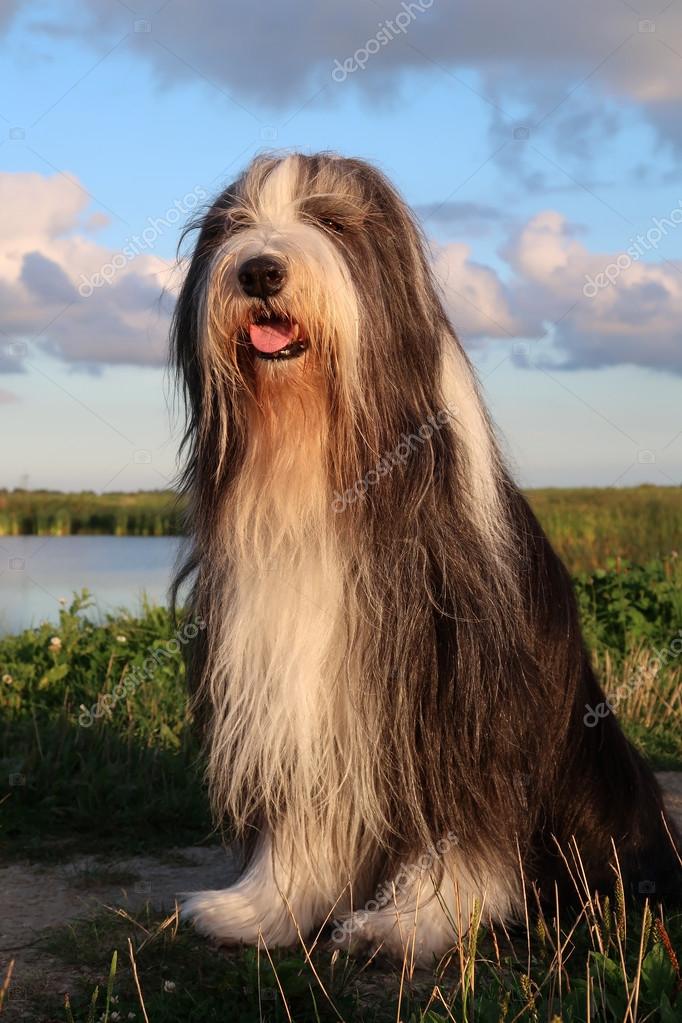 Brown Bearded Collie Short Hair Bearded Collie Walking Outdors
