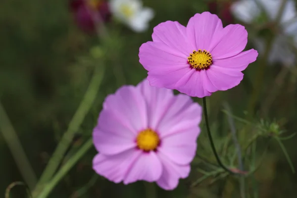 Deux fleurs roses — Photo