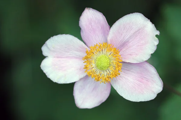 ピンクの花を閉じます — ストック写真