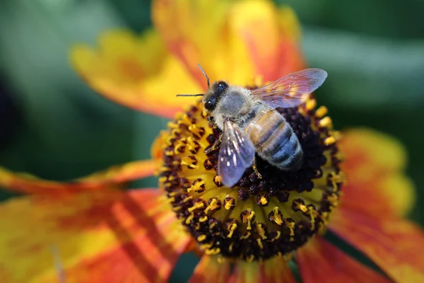 Assento de abelha na flor — Fotografia de Stock