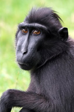 Tepeli maymun kameraya bakıyor 