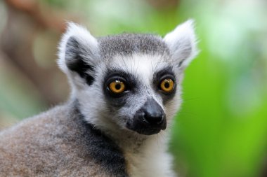 Ring-Tailed Maki