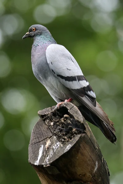 Ahşap üzerine oturan güvercin