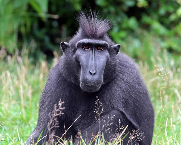 Crested monkey sitting on the grass — Stock Photo, Image