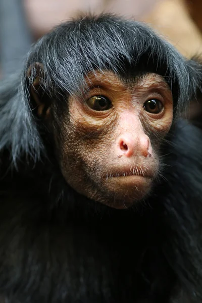 Mono araña de cerca —  Fotos de Stock