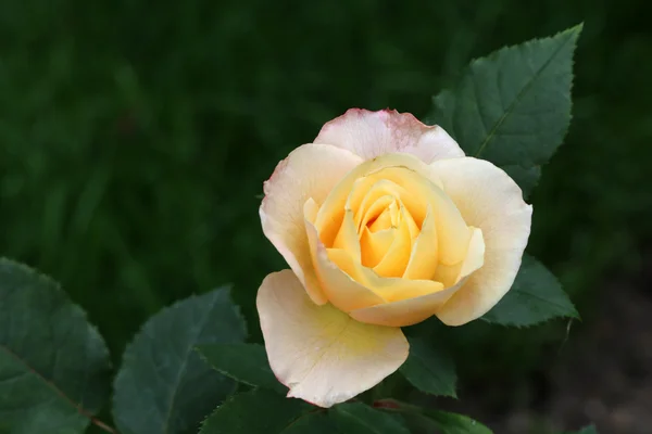 Gelbe Gartenrose — Stockfoto