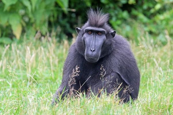 Crested monkey sitting on the grass — Stock Photo, Image