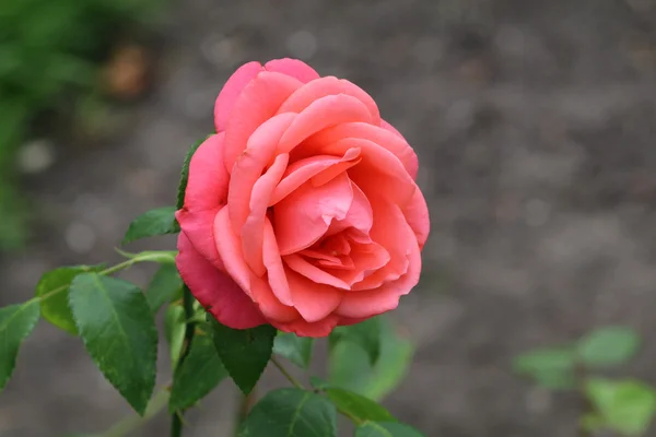 Rosa jardim rosa — Fotografia de Stock
