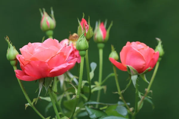 Pink garden roses — Stock Photo, Image