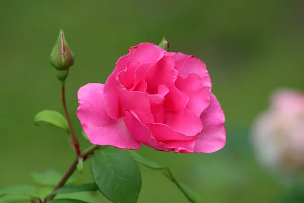 Pink garden rose — Stock Photo, Image